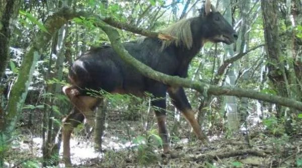 浙江丽水拍到的四不像，为何被称为国家二级重点保护动物？