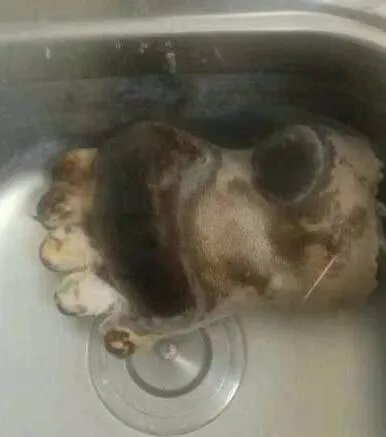 女子晒吃熊掌照违法吗