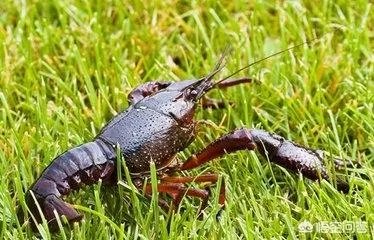 养殖小龙虾,水质该如何管理,日常管理要注意什么？