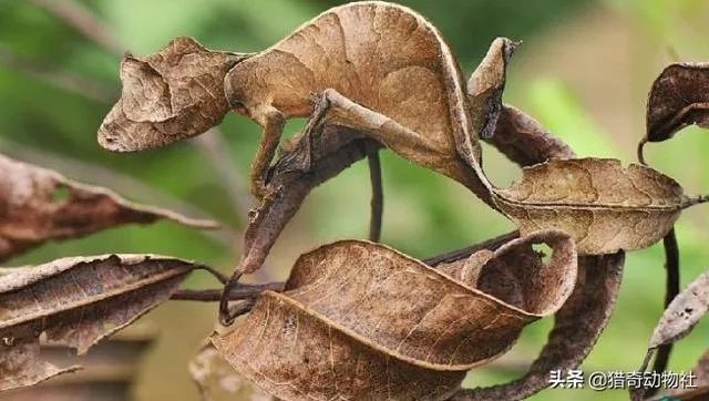 动物中，有没有我们从没见过的伪装术？