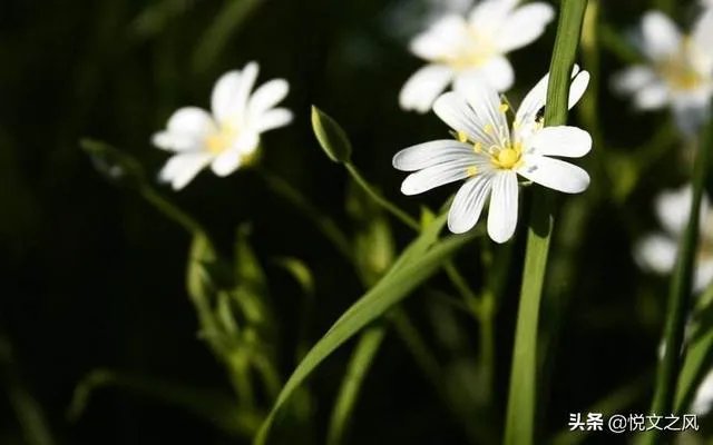 父母，夫妻，儿女，你能说出那一层关糸更亲，为什么？