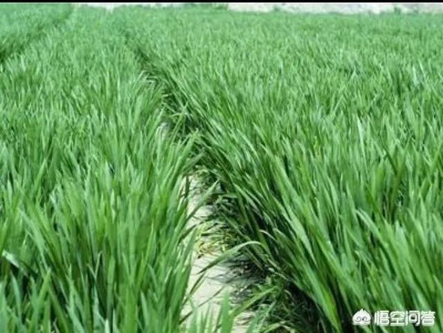 农村耕地出租多少钱一亩？直补归谁？