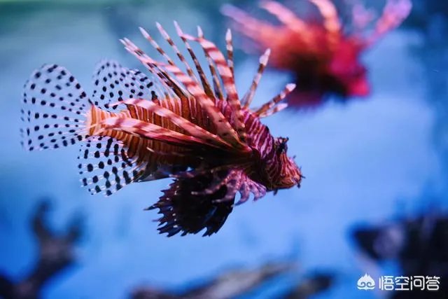 海丝动物园好玩吗