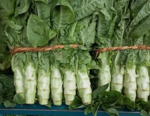 莴苣什么功效