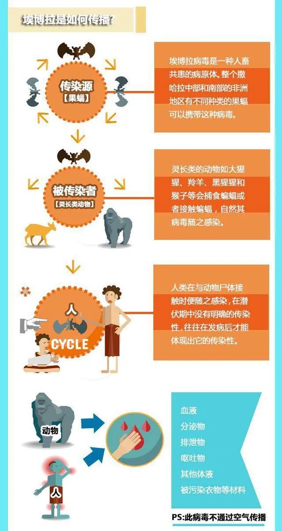 全球卫生紧急事件？一图看懂：90%致死率的“埃博拉”到底是什么