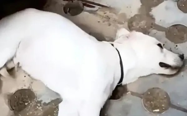 北京一对夫妻吵架却把狗子推下4楼，为何有人对宠物生命如此漠视？