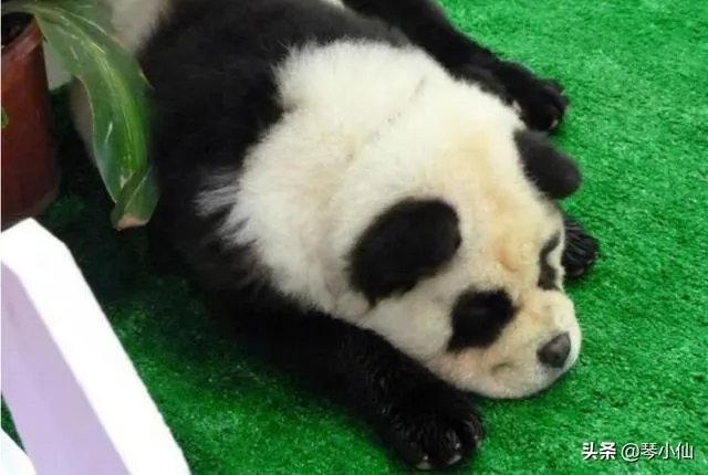 被染色成熊猫的狗，真的更“可爱”吗？