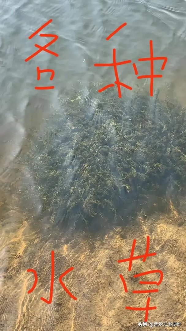 养殖小龙虾,水质该如何管理,日常管理要注意什么？