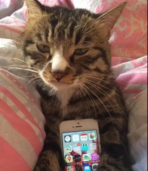 你家的猫做过哪些不可思议的事？