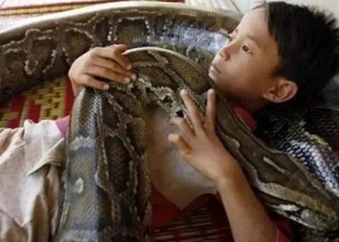 抱着蟒蛇去吃饭会不会吓晕人？