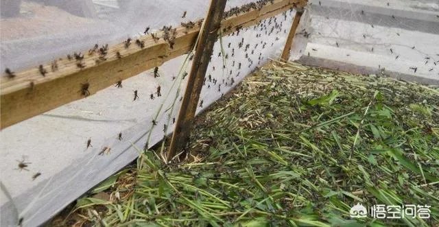 现在看到农村很多大棚饲养蝗虫的，效益咋样？