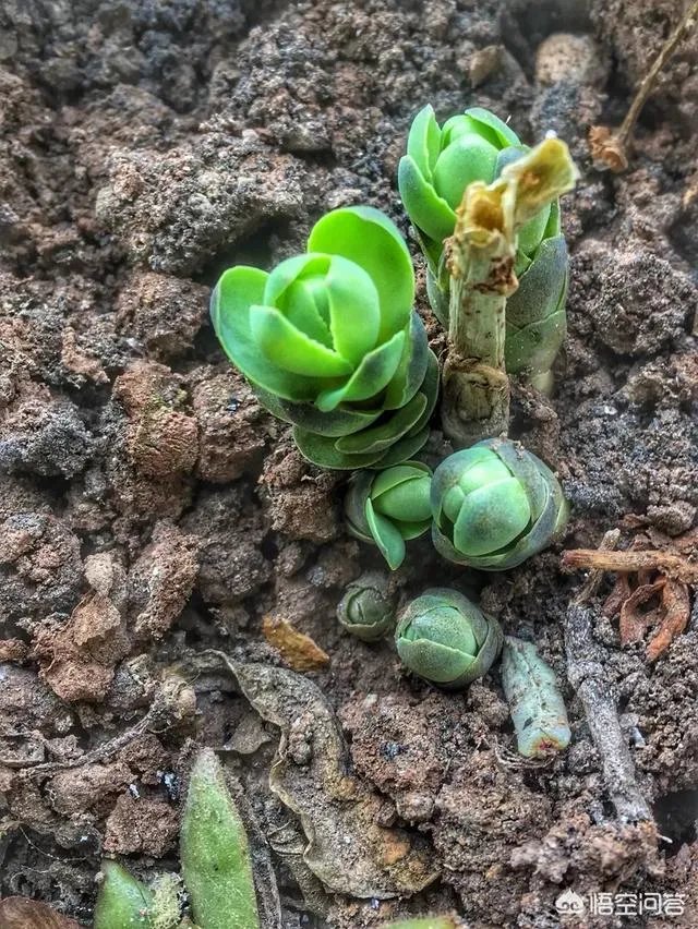 丛飞白眼狼事件原委