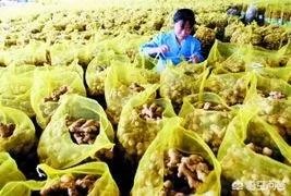 2018年的大蒜到底是会涨价还是会掉价？