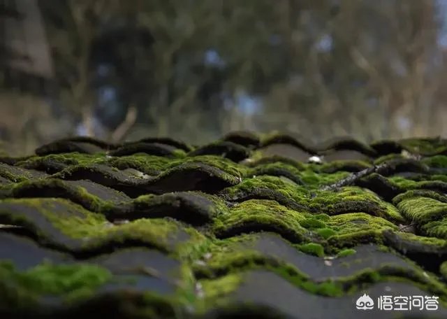 丛飞白眼狼事件原委