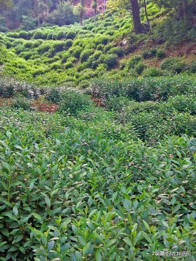 茶叶店熬一熬真的能好了吗?未来发展如何?