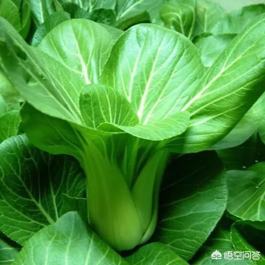 有机农业到底应该怎么做？市场上有几个农产品，是真正达到有机农产品的标准呢？