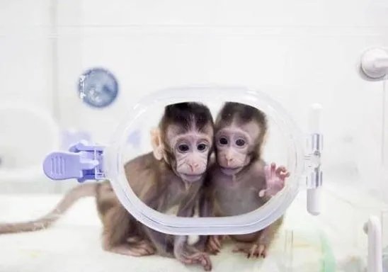 克隆猴家庭将迎第三名成员梦梦是什么情况?