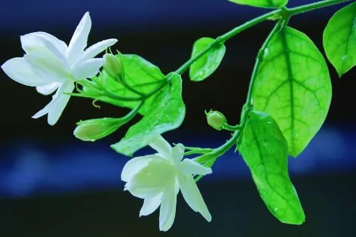 好听的中国民谣