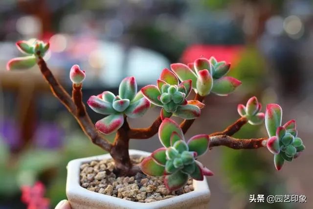 给多肉浇水的秘诀是什么？