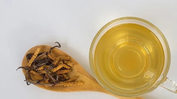 红豆杉的功效与作用 红豆杉现代应用方法有什么