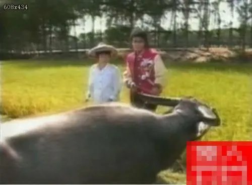 迈克尔杰克逊来过中国么  各位高人给点意见