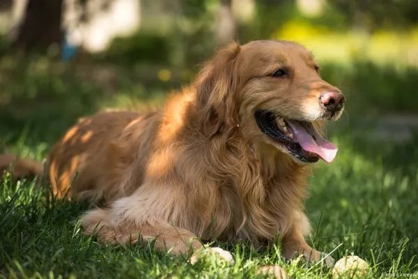 金毛犬还有一个名称叫黄金猎犬，那么金毛是什么犬种呢？