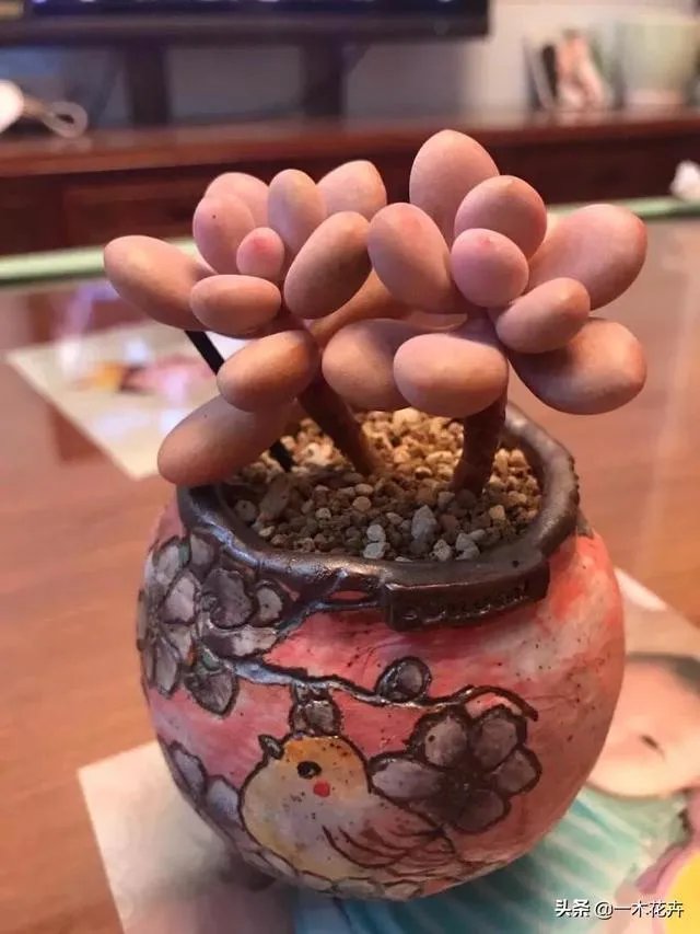 给多肉浇水的秘诀是什么？