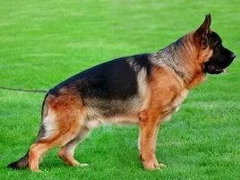 锤系德牧与德系德牧