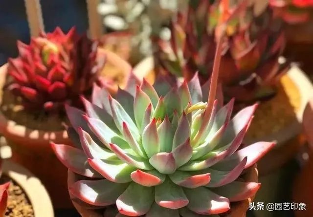 给多肉浇水的秘诀是什么？