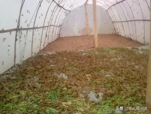 现在看到农村很多大棚饲养蝗虫的，效益咋样？