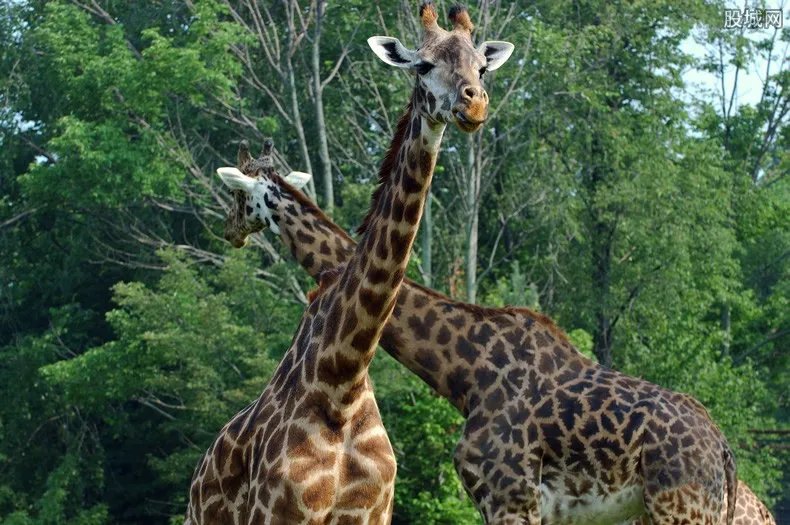 大食蚁兽落户郑州 郑州动物园游玩攻略
