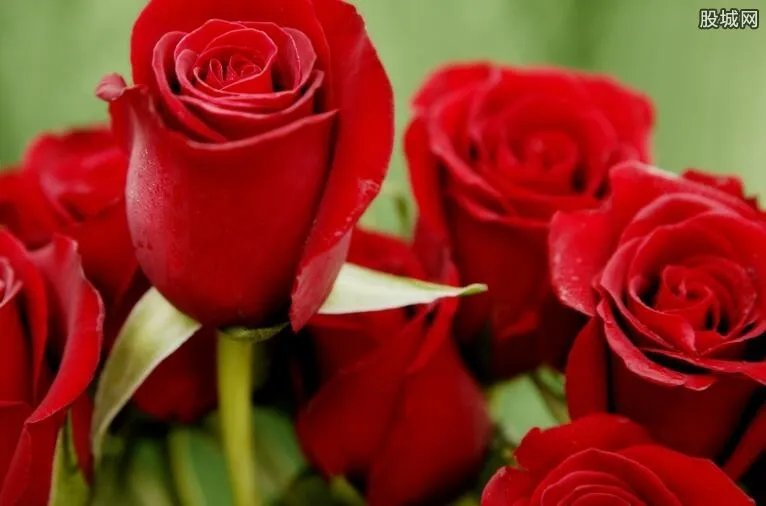 情人节玫瑰花多少钱一支 情人节怎么买玫瑰花价格优惠