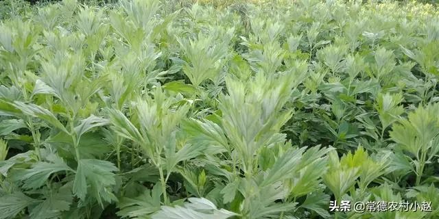 艾草是野生的好还是种植的好?