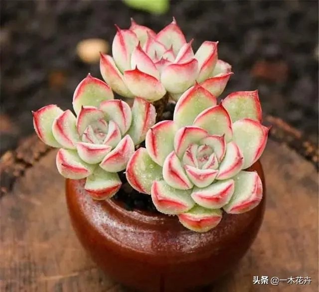 给多肉浇水的秘诀是什么？