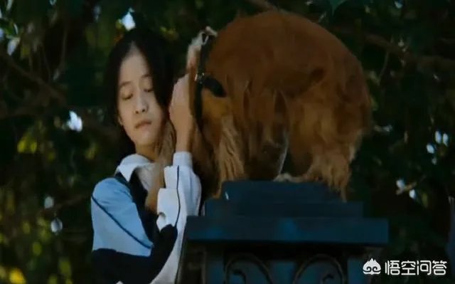 《狗十三》到底讲了什么？