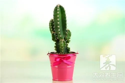 放在电脑前防辐射植物