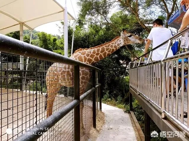 海丝动物园好玩吗