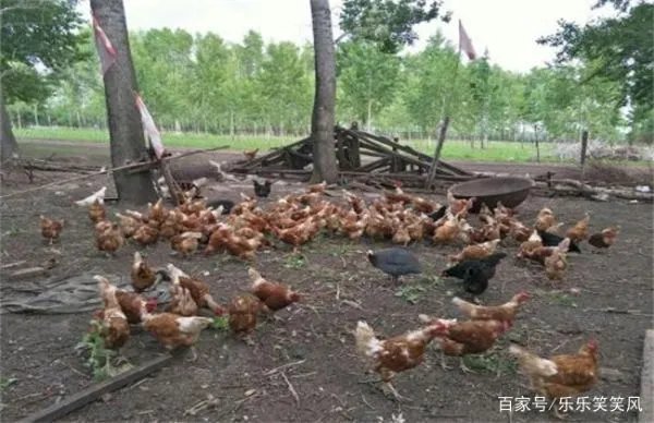 林地养鸡有什么好处吗？