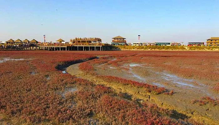 红海滩旅游攻略 红海滩怎么玩