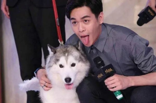 “像哈士奇”，网友为何会如此戏谑张若昀的红毯造型？