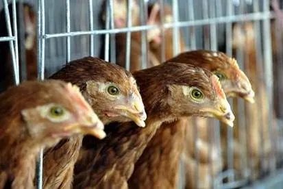 澳大利亚爆发H7N7病毒,已有多少禽类感染?