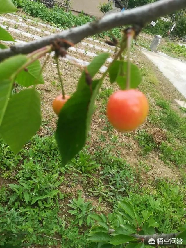 人造羊奶需什么东西