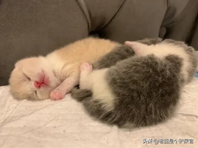 奶猫是不是吃了睡睡了吃？一天要睡多长时间？