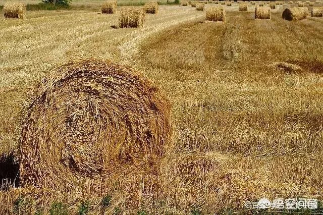 农村耕地出租多少钱一亩？直补归谁？