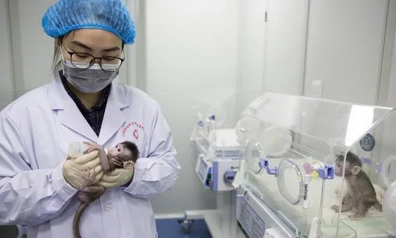 克隆猴家庭将迎第三名成员梦梦是什么情况？