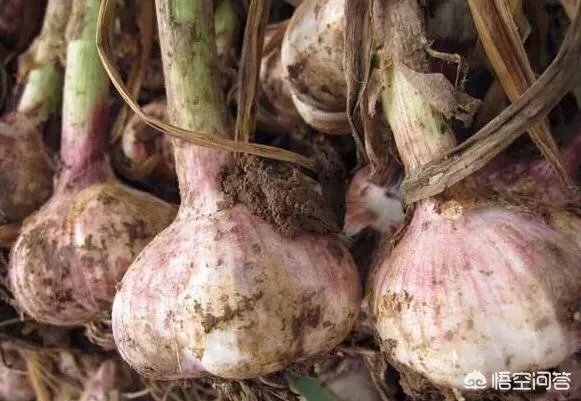 2018年的大蒜到底是会涨价还是会掉价？