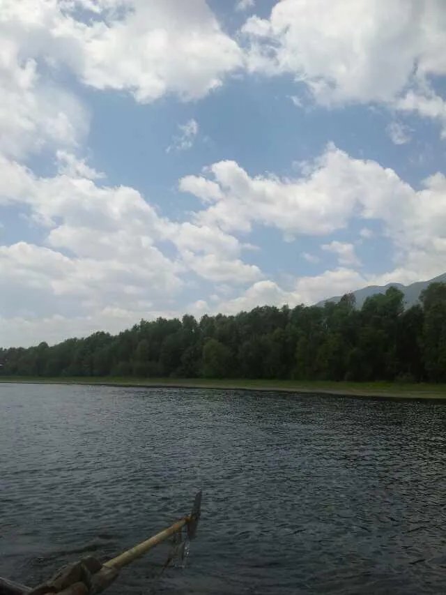 大理首次发现极危物种云南木莲, 你怎么看？