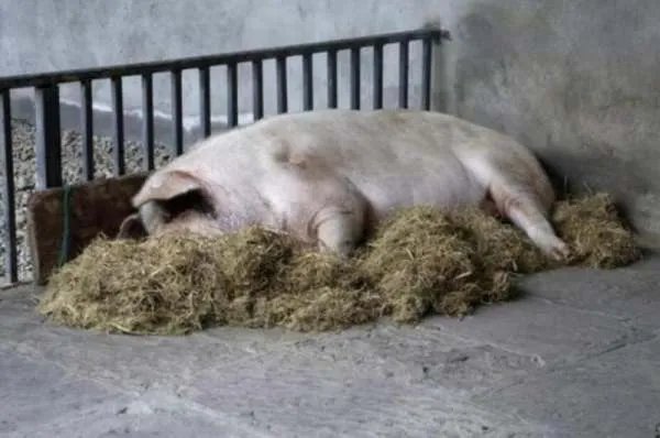 猪坚强已瘦骨嶙峋，它现在多少岁了？