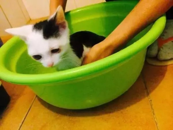 你家的猫做过哪些不可思议的事？