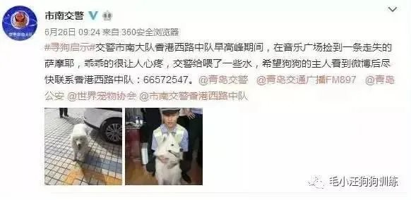 萨摩耶在交警队混吃混喝1个月把交警吃穷了，有这么夸张吗，萨摩耶有多能吃？